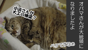 �L�����[�ʐ^��